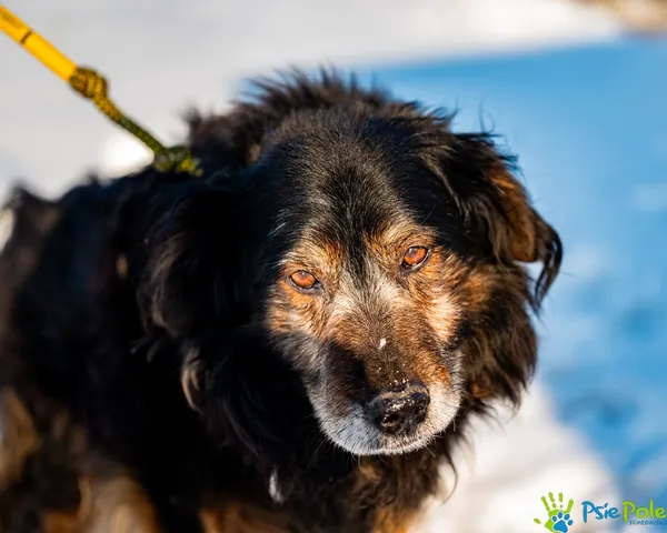 Znaleziono psa, Racławice, 12 stycznia 2026 (4/5)