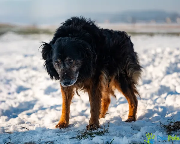Znaleziono psa, Racławice, 12 stycznia 2026 (5/5)