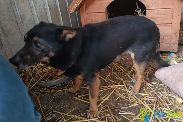 Znaleziono psa, Racławice, 11 stycznia 2026 (1/4)