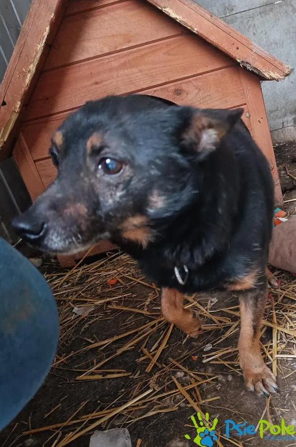 Znaleziono psa, Racławice, 11 stycznia 2026 (2/4)