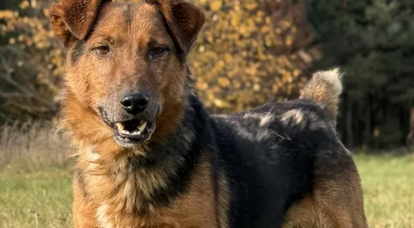 Pies do adopcji, Pieczyska, 13 stycznia 2026 (1/5)