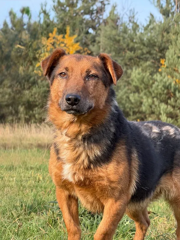 Pies do adopcji, Pieczyska, 13 stycznia 2026 (2/5)