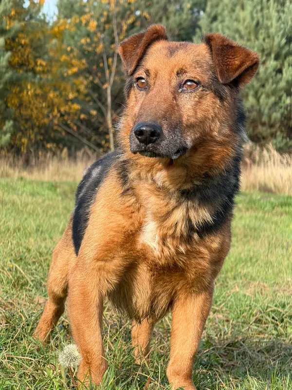 Pies do adopcji, Pieczyska, 13 stycznia 2026 (3/5)