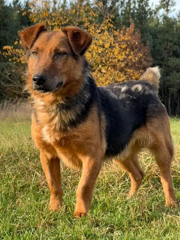 Pies do adopcji, Pieczyska, 13 stycznia 2026 (4/5)