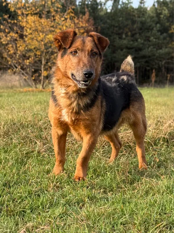 Pies do adopcji, Pieczyska, 13 stycznia 2026 (5/5)