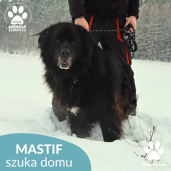 Pies do adopcji, Dąbrówka, 14 stycznia 2026 (3/3)