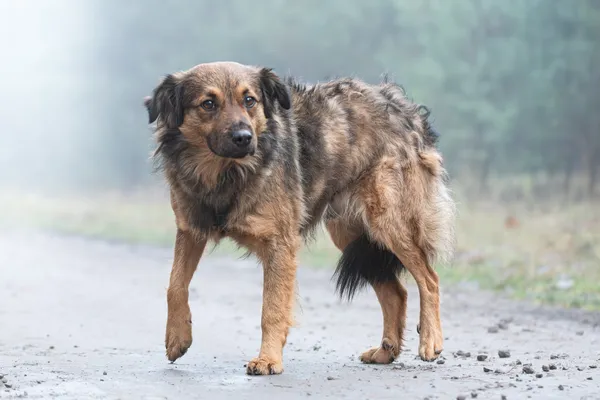 Pies do adopcji, Nowodwór, 13 stycznia 2026 (4/5)