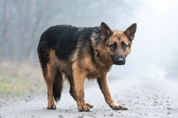 Pies do adopcji, Nowodwór, 13 stycznia 2026 (2/5)