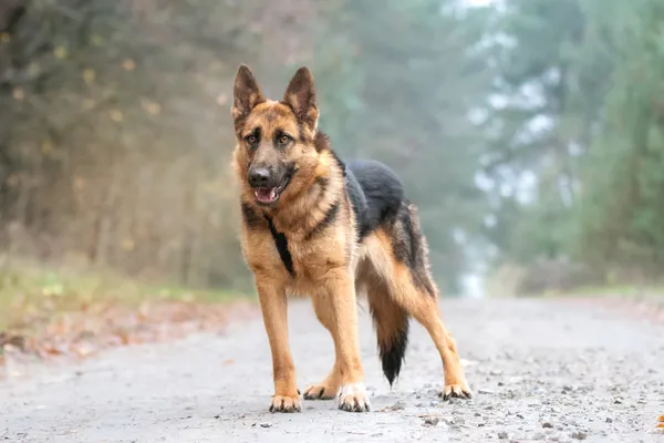 Pies do adopcji, Nowodwór, 13 stycznia 2026 (5/5)