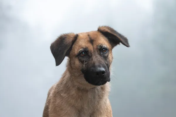 Pies do adopcji, Nowodwór, 13 stycznia 2026 (5/5)