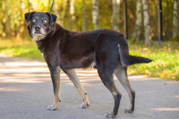 Pies do adopcji, Nowodwór, 13 stycznia 2026 (2/5)