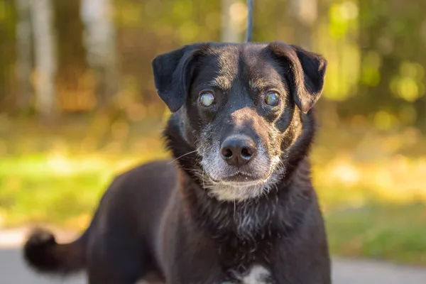Pies do adopcji, Nowodwór, 13 stycznia 2026 (3/5)