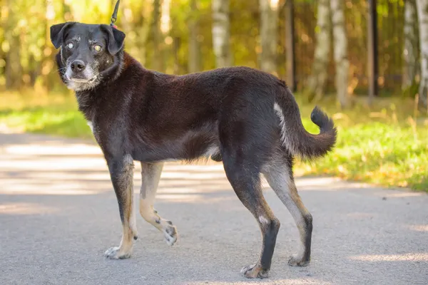 Pies do adopcji, Nowodwór, 13 stycznia 2026 (4/5)