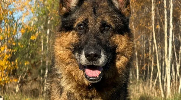 Pies do adopcji, Pieczyska, 13 stycznia 2026 (1/5)