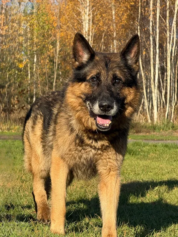 Pies do adopcji, Pieczyska, 13 stycznia 2026 (2/5)