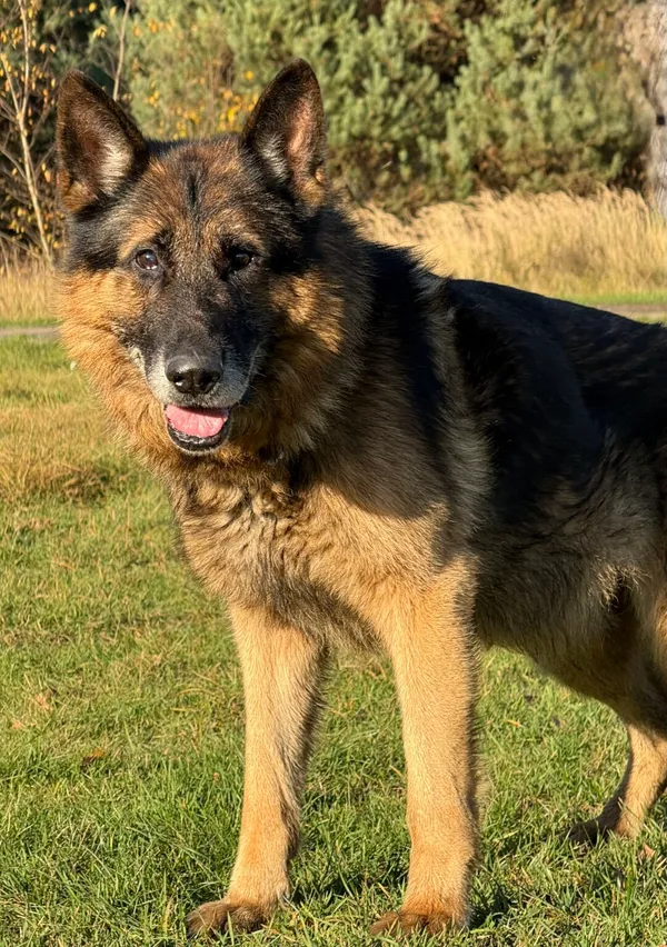 Pies do adopcji, Pieczyska, 13 stycznia 2026 (3/5)