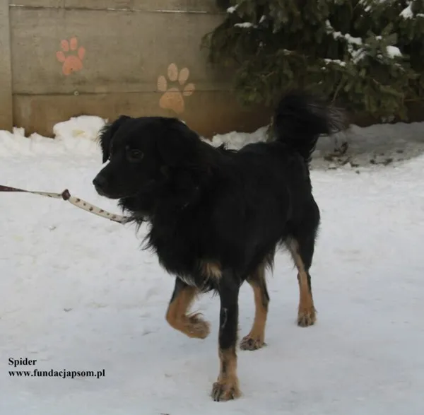 Pies do adopcji, Nowy Dwór Mazowiecki, 14 stycznia 2026 (1/5)