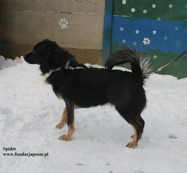 Pies do adopcji, Nowy Dwór Mazowiecki, 14 stycznia 2026 (5/5)