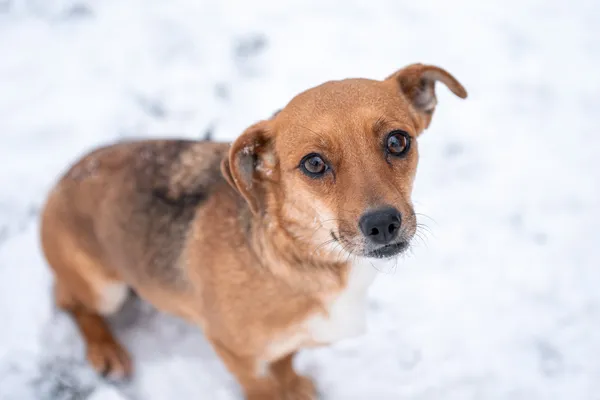 Pies do adopcji, Nowodwór, 13 stycznia 2026 (4/5)