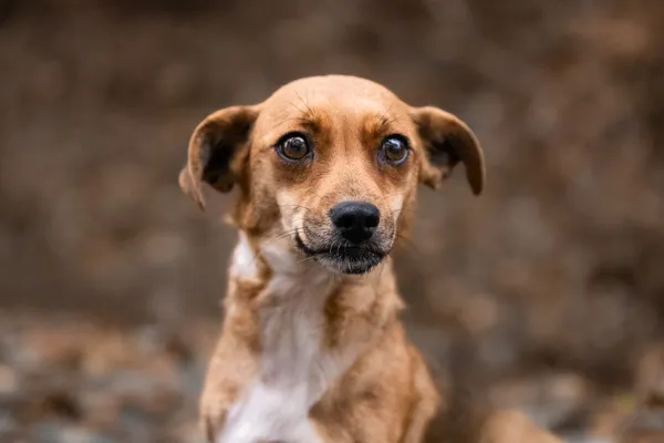 Pies do adopcji, Nowodwór, 13 stycznia 2026 (5/5)