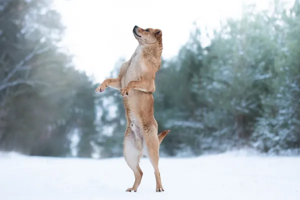 Pies do adopcji, Nowodwór, 13 stycznia 2026 (3/5)