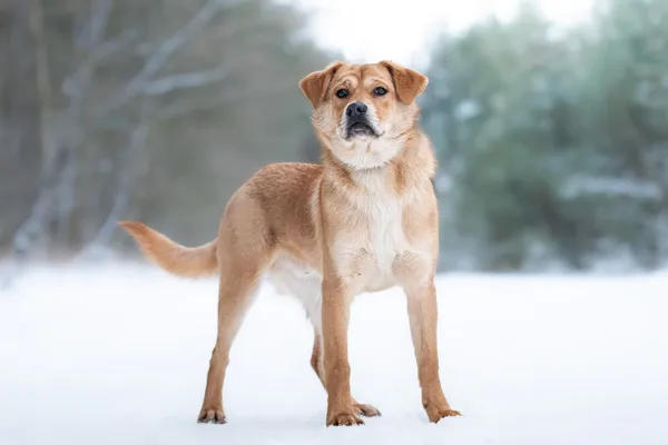 Pies do adopcji, Nowodwór, 13 stycznia 2026 (5/5)