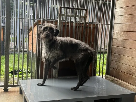 Pies do adopcji, Kraków, 17 października 2025