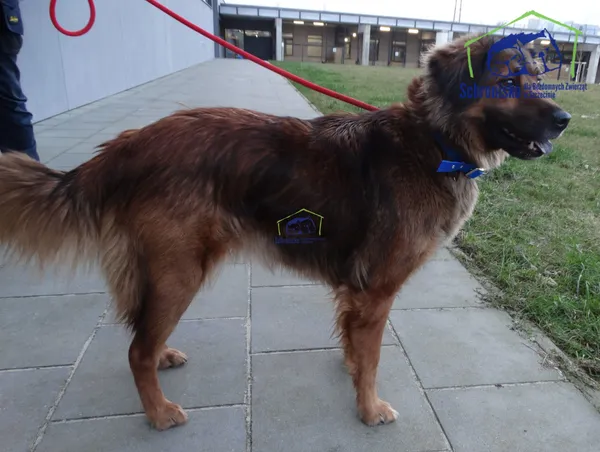 Pies do adopcji, Szczecin, 12 stycznia 2026 (1/3)