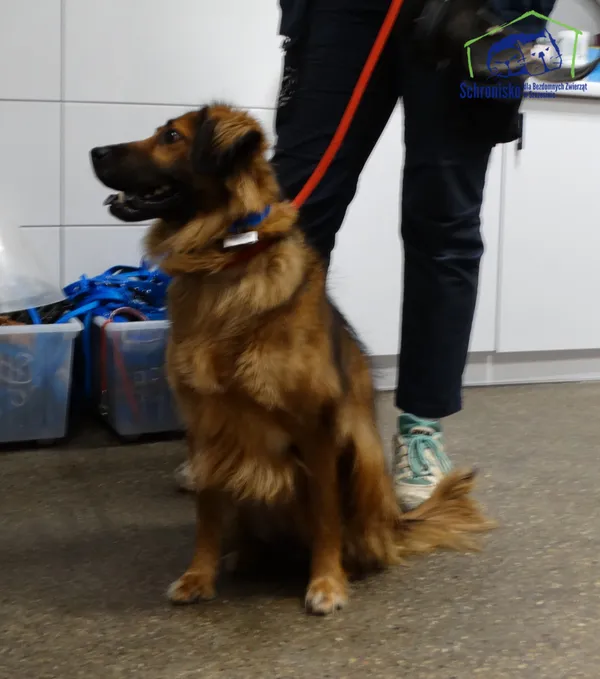 Pies do adopcji, Szczecin, 12 stycznia 2026 (3/3)
