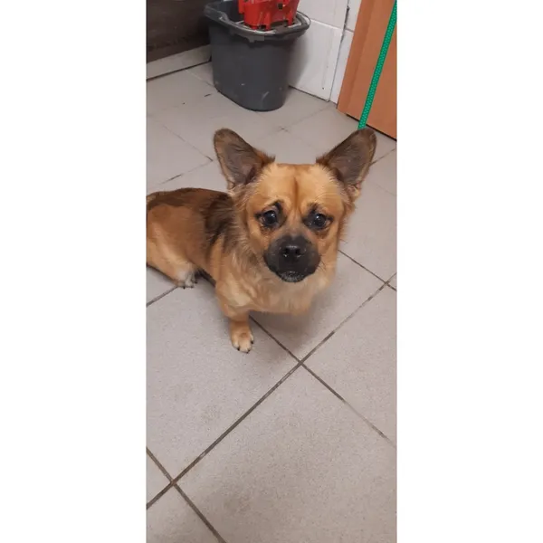 Znaleziono psa, Białystok, 13 stycznia 2026