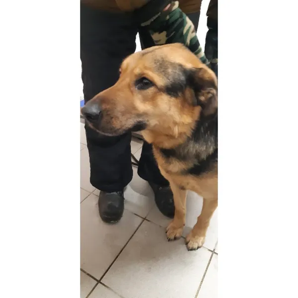 Znaleziono psa, Białystok, 13 stycznia 2026