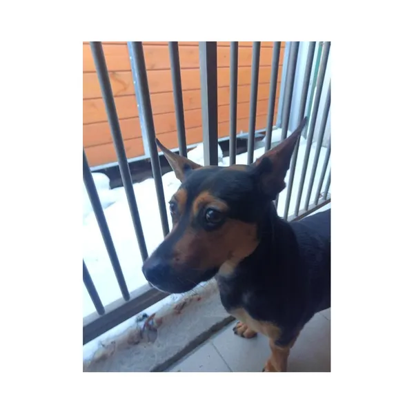 Znaleziono psa, Białystok, 14 stycznia 2026