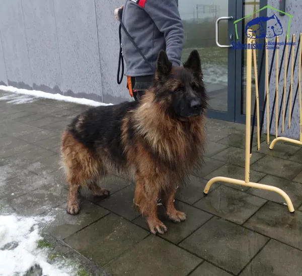 Znaleziono psa, Szczecin, 14 stycznia 2025