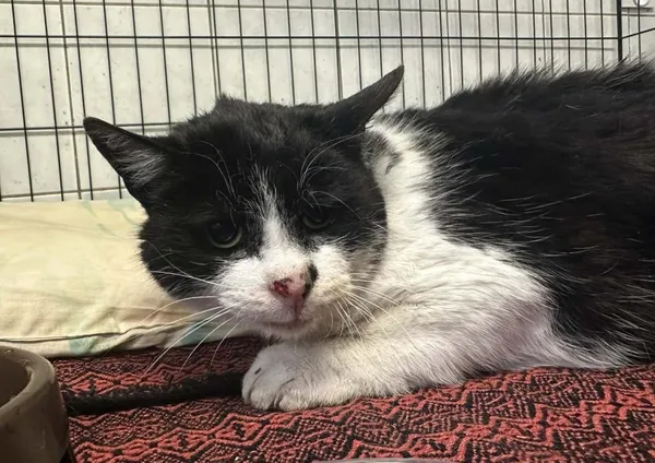 Znaleziono kota, Toruń, 13 stycznia 2026