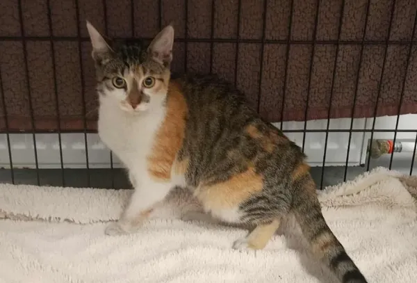 Znaleziono kota, Toruń, 13 stycznia 2026