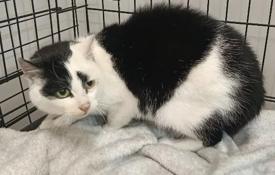 Znaleziono kota, Toruń, 12 stycznia 2026