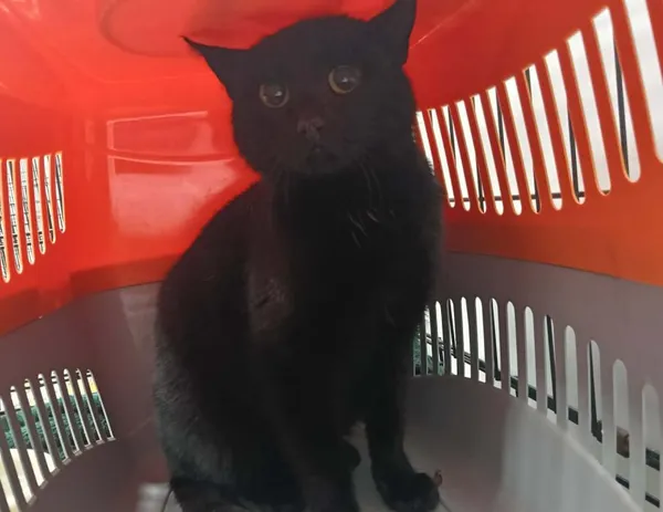 Znaleziono kota, Toruń, 12 stycznia 2026