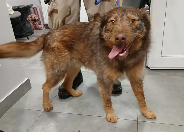 Znaleziono psa, Toruń, 12 stycznia 2026