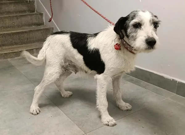 Znaleziono psa, Toruń, 12 stycznia 2026