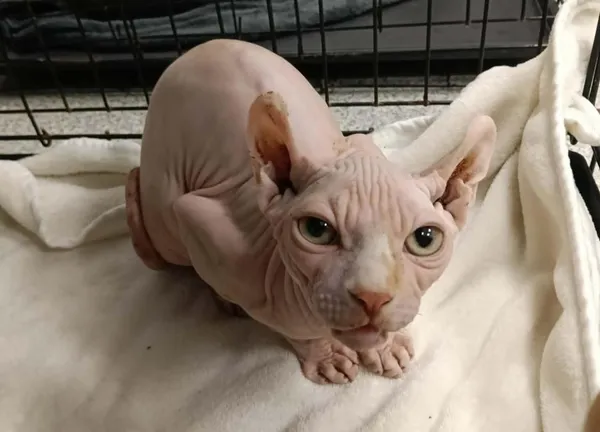 Znaleziono kota, Toruń, 9 stycznia 2026