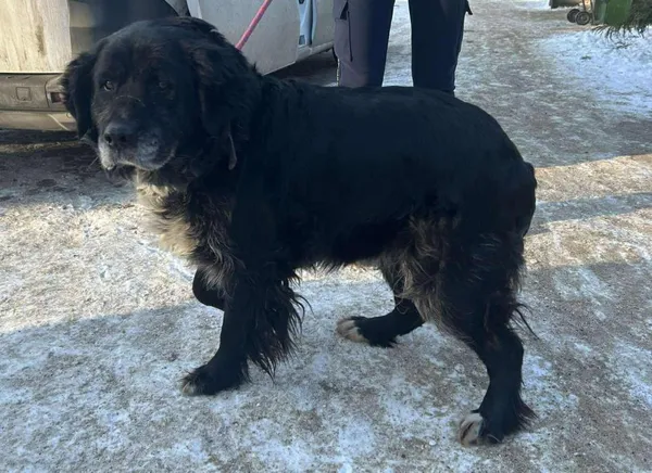 Znaleziono psa, Toruń, 9 stycznia 2026