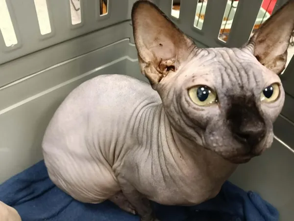 Znaleziono kota, Toruń, 9 stycznia 2026