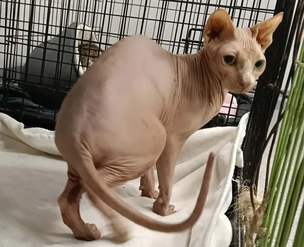 Znaleziono kota, Toruń, 9 stycznia 2026