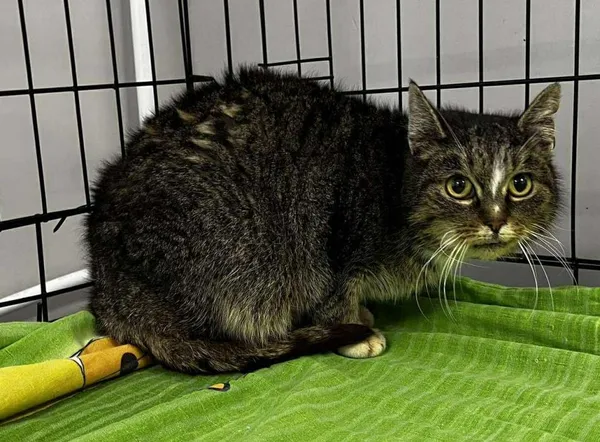 Znaleziono kota, Toruń, 8 stycznia 2026