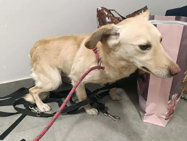 Znaleziono psa, Toruń, 10 stycznia 2026