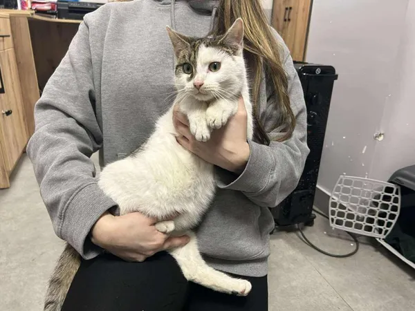 Znaleziono kota, Toruń, 9 stycznia 2026