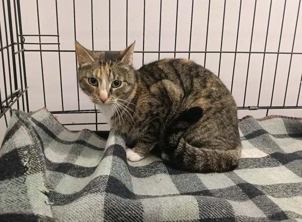 Znaleziono kota, Toruń, 10 stycznia 2026