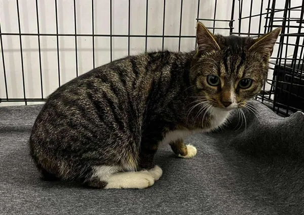 Znaleziono kota, Toruń, 8 stycznia 2026