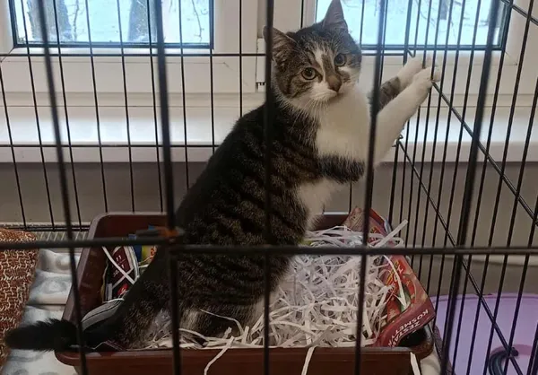 Znaleziono kota, Toruń, 7 stycznia 2026