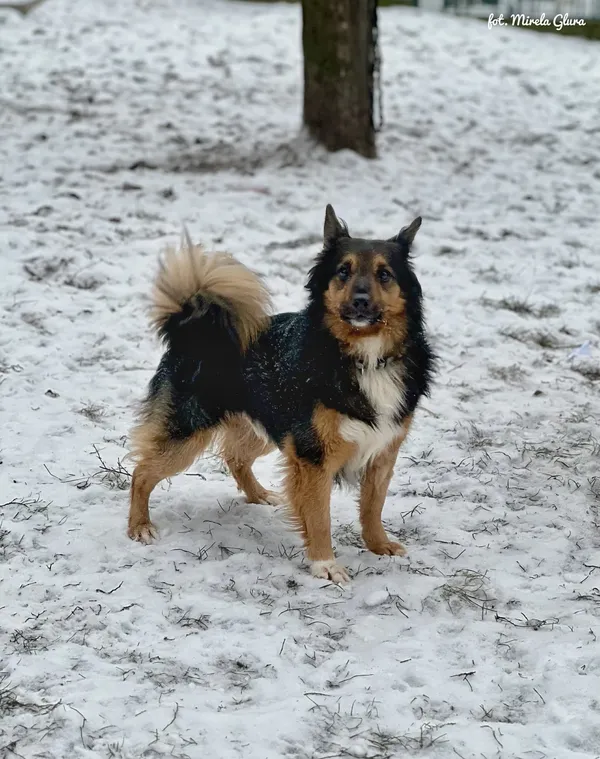 Pies do adopcji, Bydgoszcz, 14 stycznia 2026 (4/5)